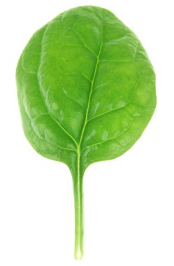 taze yeşil İngilizce ıspanak