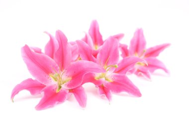 pembe stargazer lily çiçek