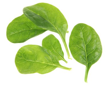 taze yeşil İngilizce ıspanak