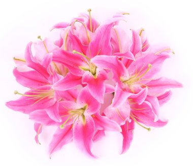 pembe stargazer lily çiçek