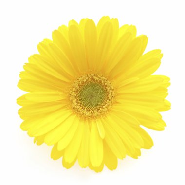 Sarı gerbera çiçek