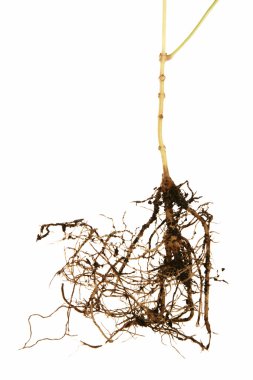 Büyüyen küçük fide