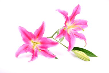 pembe stargazer lily çiçek