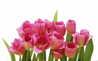 bahar çiçekleri Pembe Laleler