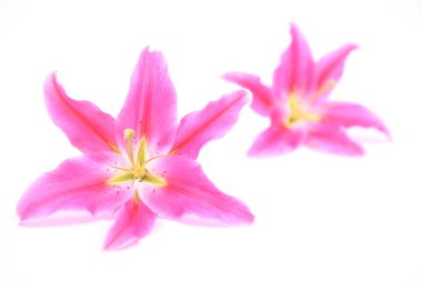 pembe stargazer lily çiçek