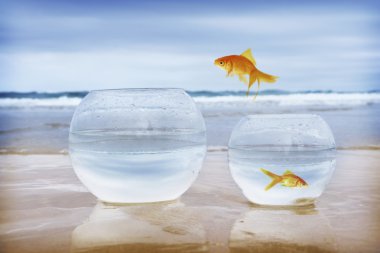 Golden Fish Jumping To Other Aquarium