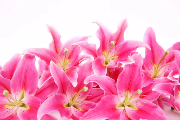 Flores de lírio stargazer rosa — Fotografia de Stock