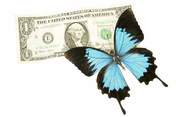 Butterfly sitting on one dollar banknote — Stock Photo, Image