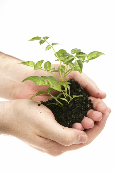 Groeiende plant in handen — Stockfoto