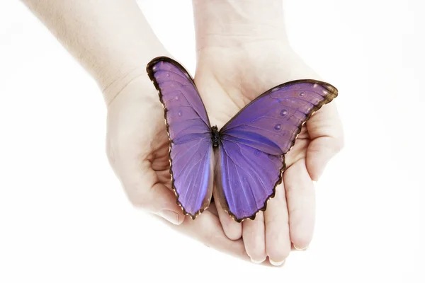 Фиолетовая бабочка на руках — стоковое фото