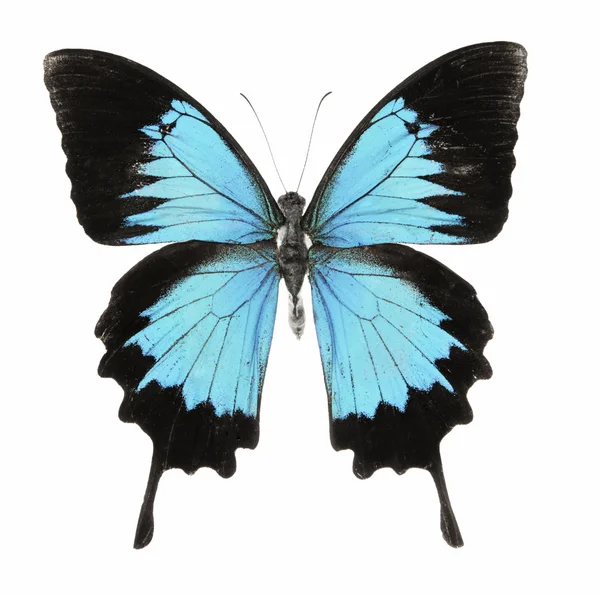 Hermosa mariposa azul — Foto de Stock