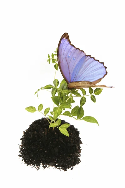 Prachtige vlinder zittend op groene zaailing — Stockfoto