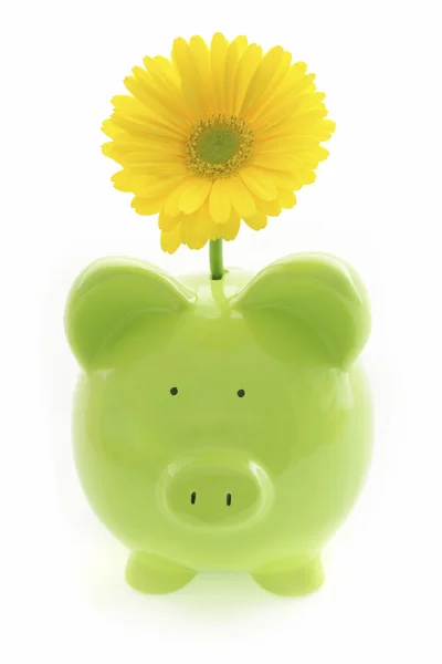 Piggy Bank and Gerbera flower — Stock Photo, Image