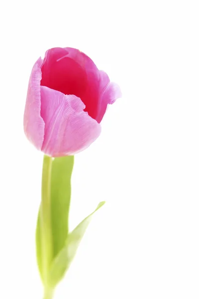 Close up de tulipa rosa — Fotografia de Stock