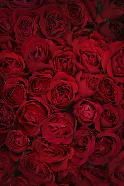 Red roses background — Stock Photo, Image