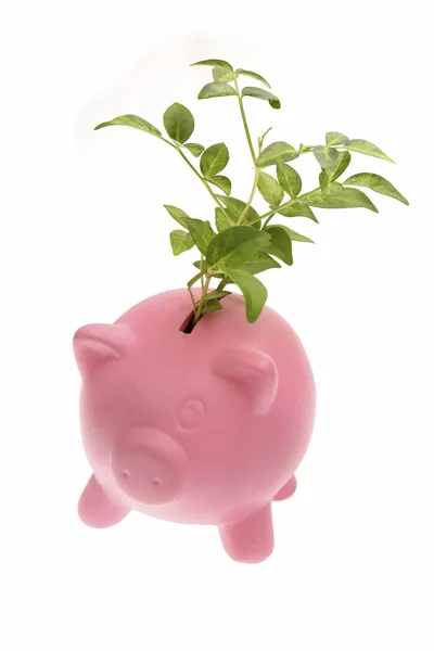 Seedling growing from piggy bank — Stock Photo, Image