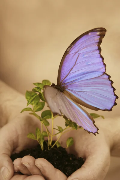 Plantera med fjäril i händer — Stockfoto