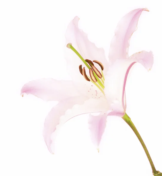 Stargazer piękny kwiat lilii — Zdjęcie stockowe
