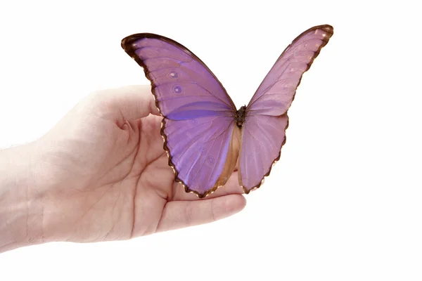Kupu-kupu ungu di tangan — Stok Foto