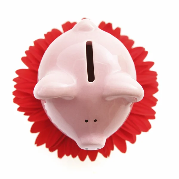 Piggy bank on red flower — Stock Photo, Image