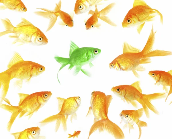 Green fish among goldfishes — Stockfoto