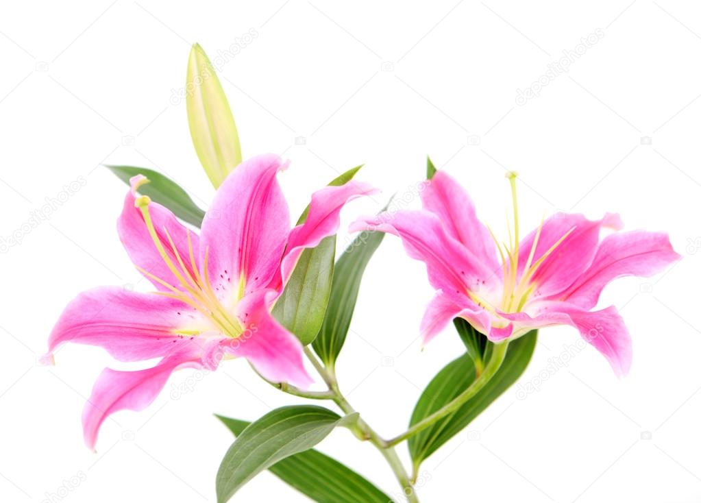 Pink Stargazer Lily flowers Stock Photo by ©hidesy 76004999