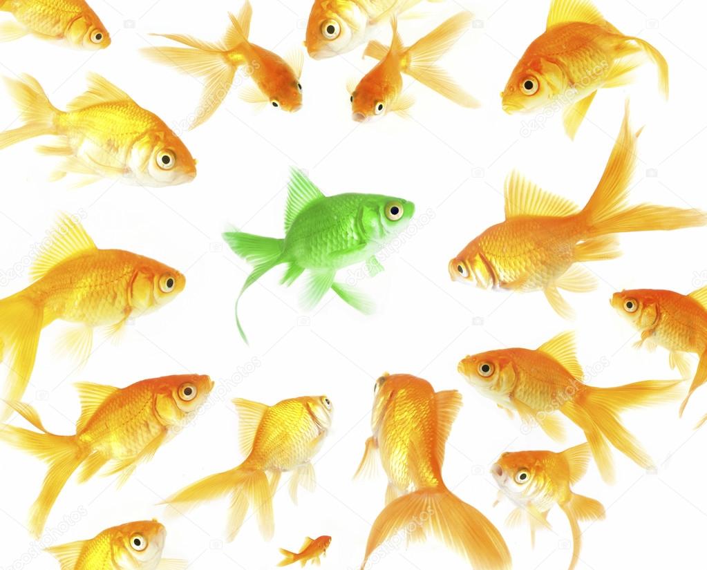 Green fish among goldfishes Stock Photo by ©hidesy 76006001