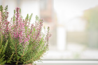 Mor calluna vulgaris