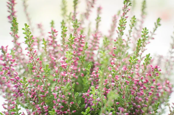 Purple calluna vulgaris — Stock Photo, Image