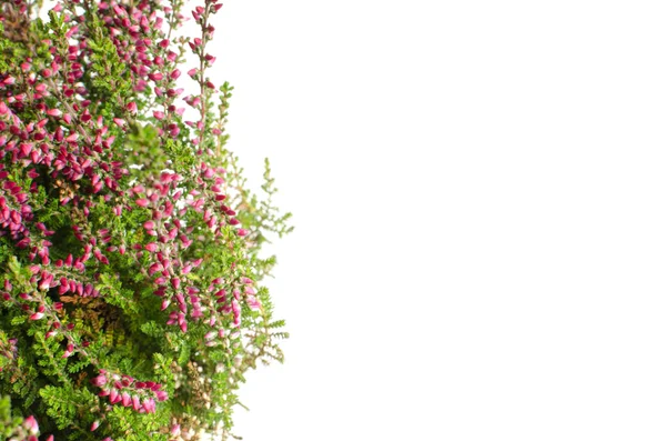 Mor calluna vulgaris