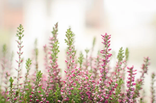 Calluna vulgaris púrpura Fotos de stock