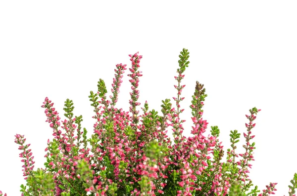 Calluna vulgaris púrpura Imagen de archivo