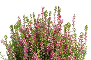 Mor calluna vulgaris