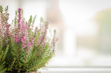 Mor calluna vulgaris