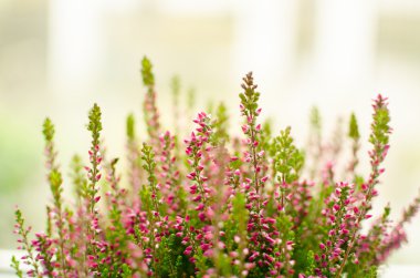 Mor calluna vulgaris