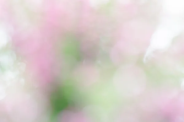 Mor calluna vulgaris