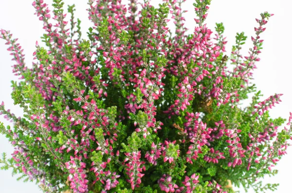 Mor calluna vulgaris