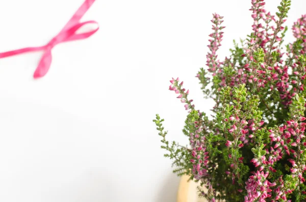 Mor calluna vulgaris