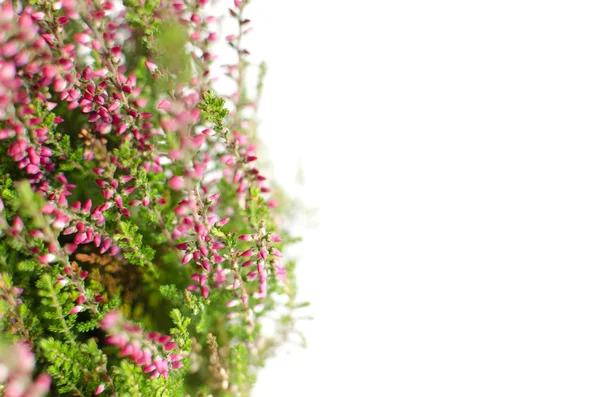 Mor calluna vulgaris