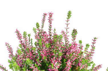 Mor calluna vulgaris