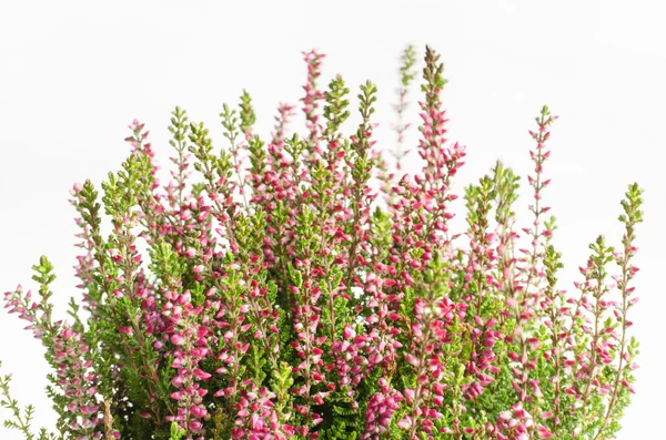 Mor calluna vulgaris