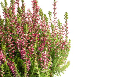 Mor calluna vulgaris