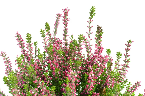 Mor calluna vulgaris