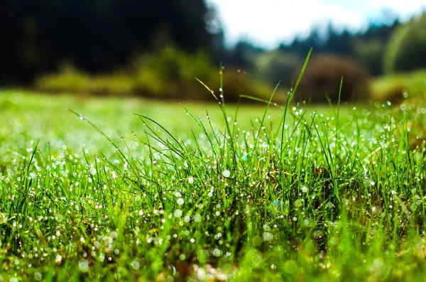 dew on the grass