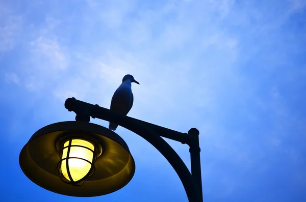 Птица на фонаре — стоковое фото