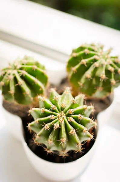 Cactus casero vertical Fotos de stock