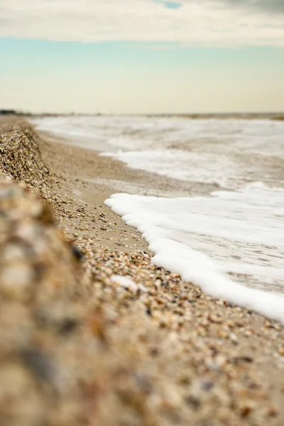 El litoral de conchas marinas —  Fotos de Stock