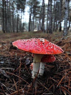 Kırmızı zehirli mantar çam ormanlarında doğal ortamda agarik uçar.