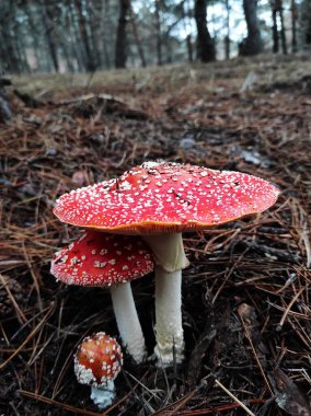 Kırmızı zehirli mantar çam ormanlarında doğal ortamda agarik uçar.