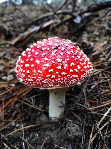 Vörös Mérgező Gomba Légy Agaric Természetes Környezetben Fenyőerdőben — Stock Fotó